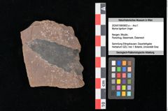 Foto (Objekt + Etikett) von Myrica lignitum Unger (NHMW-GEO-2024-0188-0603a)